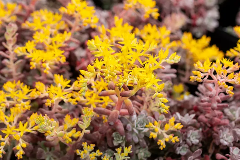 sedum spath. 'purpureum' P9 - afbeelding 3