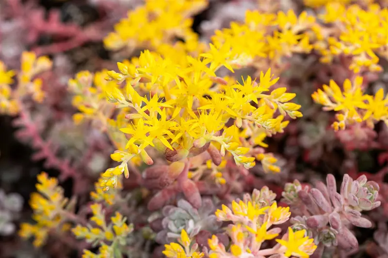 sedum spath. 'purpureum' P9 - afbeelding 4