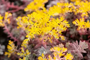 sedum spath. 'purpureum' P9 - afbeelding 4