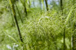 Foeniculum vulgare 'Purpureum' P9 - afbeelding 1