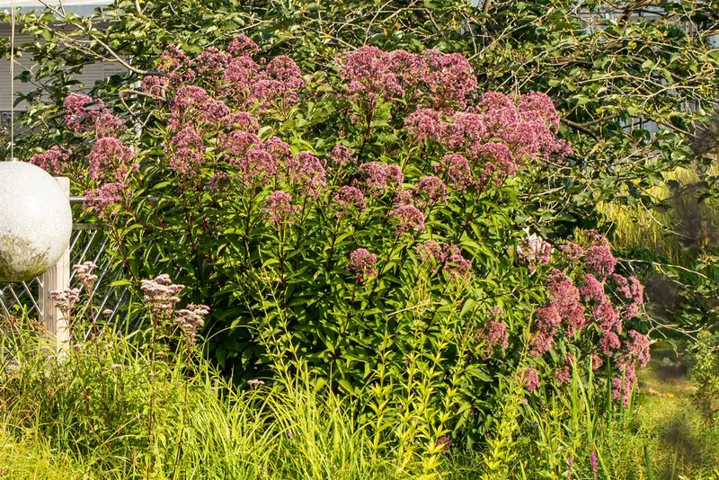 purpureum - afbeelding 3
