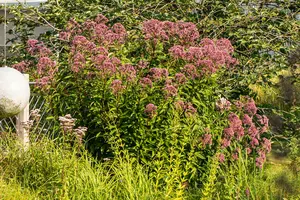 purpureum - afbeelding 3
