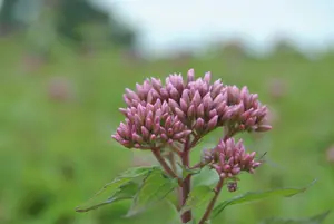 purpureum - afbeelding 1