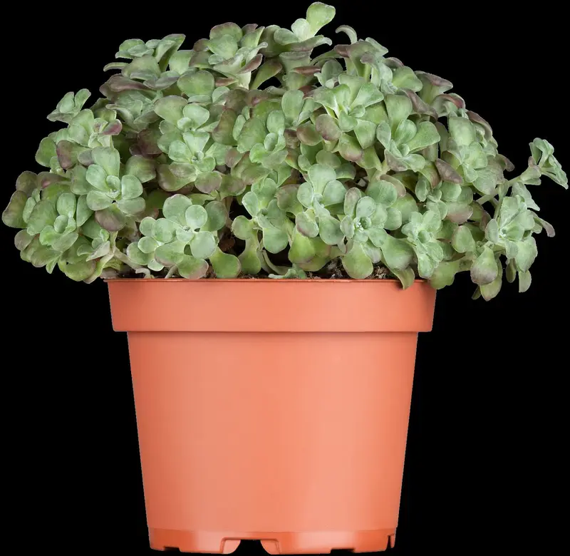 sedum spath. 'purpureum' P9 - afbeelding 1