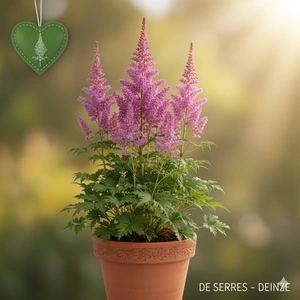 Astilbe chinensis var. taquetii 'Purpurkerze' P11