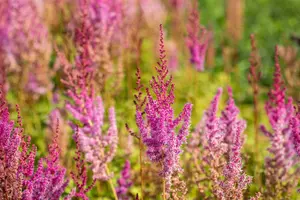 astilbe chin. 'purpurlanze' P9 - afbeelding 2