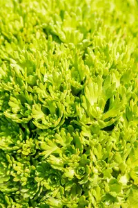 Purpurteppich - afbeelding 3