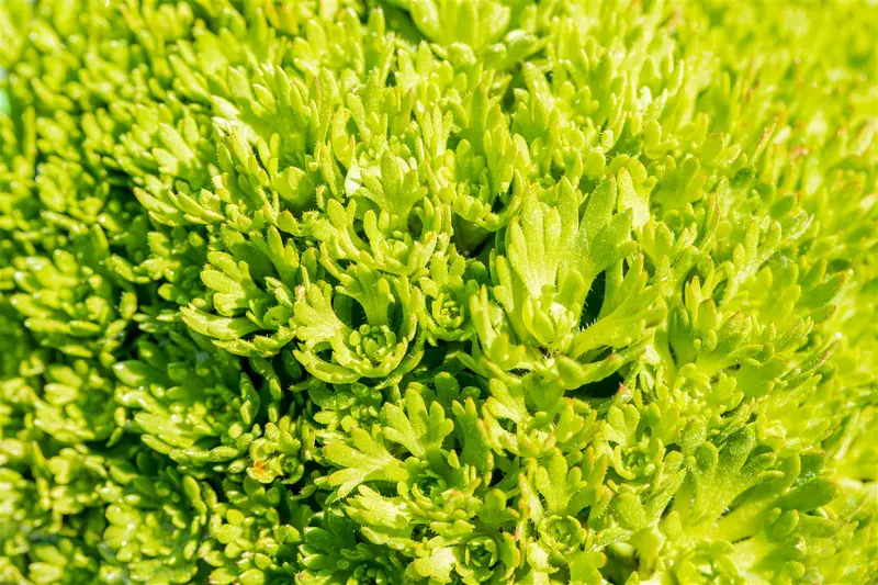 Purpurteppich - afbeelding 2
