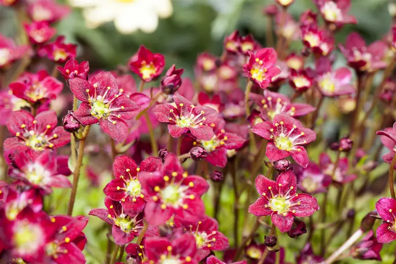 Saxifraga (a) 'Purpurteppich' P9 - afbeelding 1