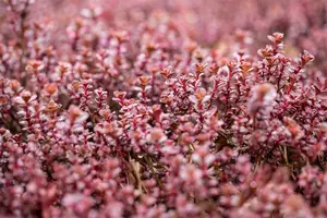 Sedum spur. 'Purpurteppich' P9 - afbeelding 2
