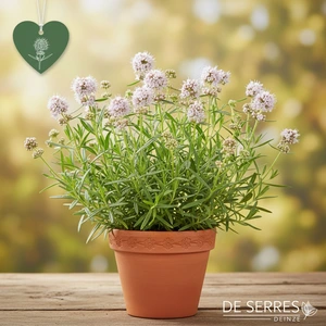 Pycnanthemum flexuosum P9