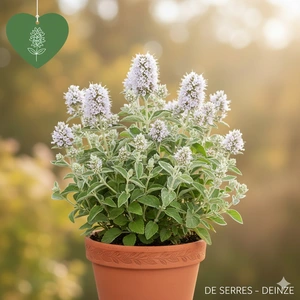 Pycnanthemum muticum P9