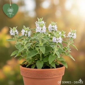 Pycnanthemum pilosum P9