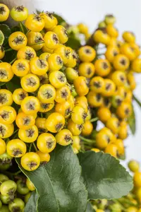 Pyracantha hybr. 'Soleil d'or' 80-100 C3