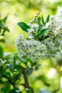 Pyracantha hybr. 'Soleil d'or' 80-100   C3 - afbeelding 4