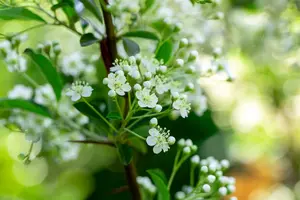 Pyracantha hybr. 'Soleil d'or' 80-100   C3 - afbeelding 2