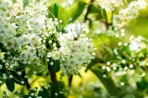 Pyracantha hybr. 'Soleil d'or' 80-100   C3 - afbeelding 3