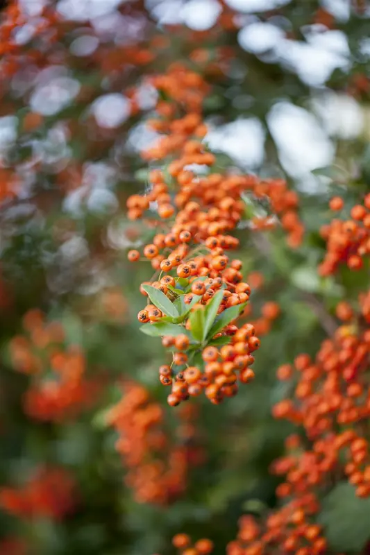 Saphyr Orange