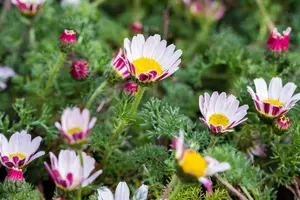Anacyclus pyrethrum 'Depressus' P9 - afbeelding 2