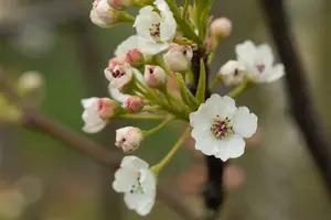pyrus calleryana 'chanticleer' 20/25 DKL VRGL - afbeelding 3