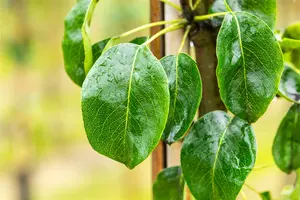 Pyrus comm. 'Beech Hill' 10/12 HO BW - afbeelding 2