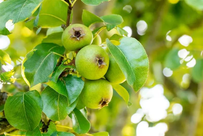 pyrus comm. 'beech hill' 8/10 - afbeelding 1