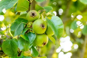 pyrus comm. 'beech hill' 8/10 - afbeelding 2