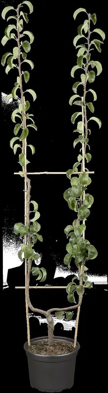 pyrus comm. 'beurré hardy' ('gell. butterbirne') ENKELE U C - afbeelding 1