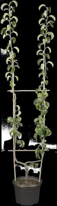 pyrus comm. 'beurré hardy' ('gell. butterbirne') ENKELE U C - afbeelding 2