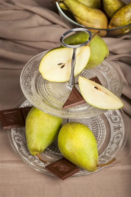 Pyrus comm. 'Charneux' ('legipont') 10/12 HO BW - afbeelding 1