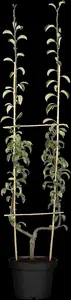 pyrus comm. 'clapp's favourite' ('fruhe clapps') C7,5 - afbeelding 10