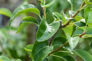 pyrus comm. 'clapp's favourite' ('fruhe clapps') HOOGST BW (8/10) - afbeelding 4