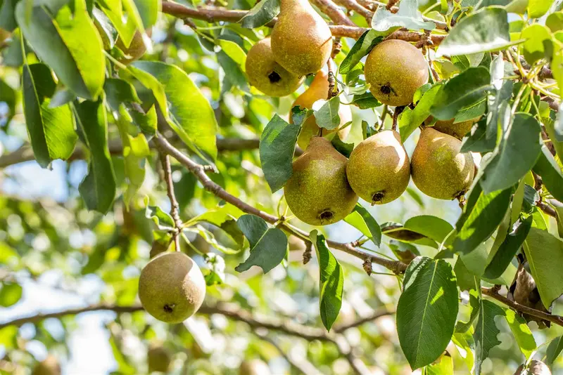 pyrus comm. 'clapp's favourite' ('fruhe clapps') HOOGST BW (8/10) - afbeelding 2