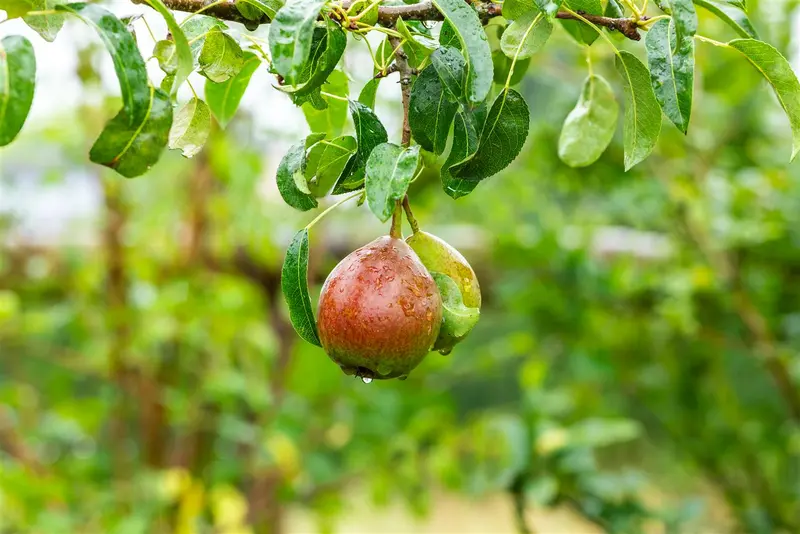 pyrus comm. 'clapp's favourite' ('fruhe clapps') HOOGST BW (8/10) - afbeelding 5