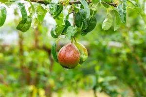 pyrus comm. 'clapp's favourite' ('fruhe clapps') HOOGST BW (8/10) - afbeelding 5