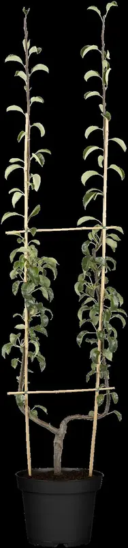 pyrus comm. 'clapp's favourite' ('fruhe clapps') HOOGST BW (8/10) - afbeelding 1