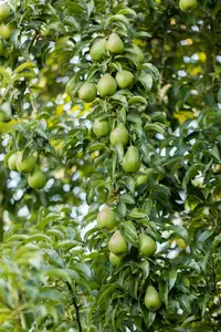 pyrus comm. 'comtesse de paris' HOOGST BW (8/10)