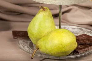 Pyrus comm. 'Condo' 60- 80 C