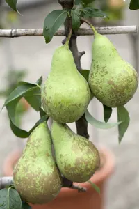 Pyrus comm. 'Conference' PALMET SCHUIN BW (V)