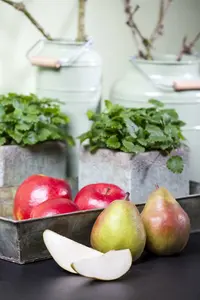 Pyrus comm. 'Doyenne du Comice' 10/12 HO BW - afbeelding 4