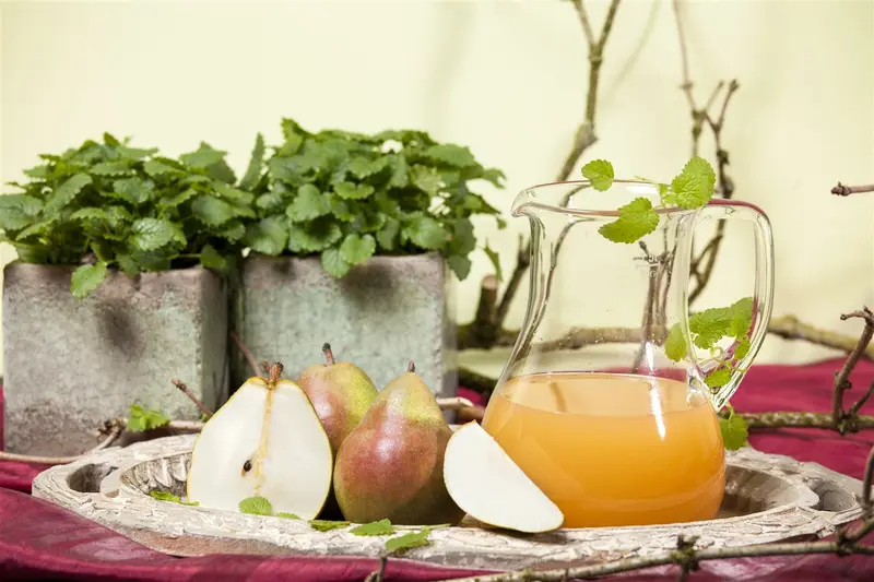 Pyrus comm. 'Doyenne du Comice' 10/12 HO BW - afbeelding 5