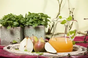 Pyrus comm. 'Doyenne du Comice' 10/12 HO BW - afbeelding 5