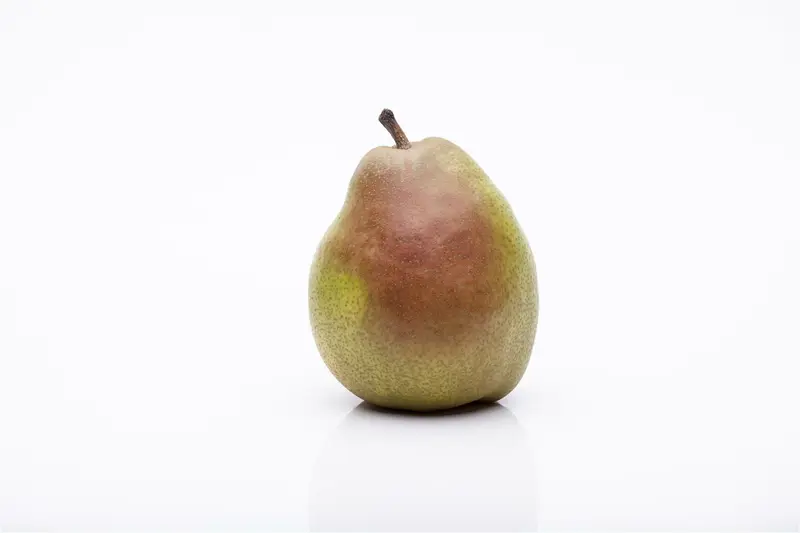 pyrus comm. 'doyenne du comice' ENKELE U C - afbeelding 3