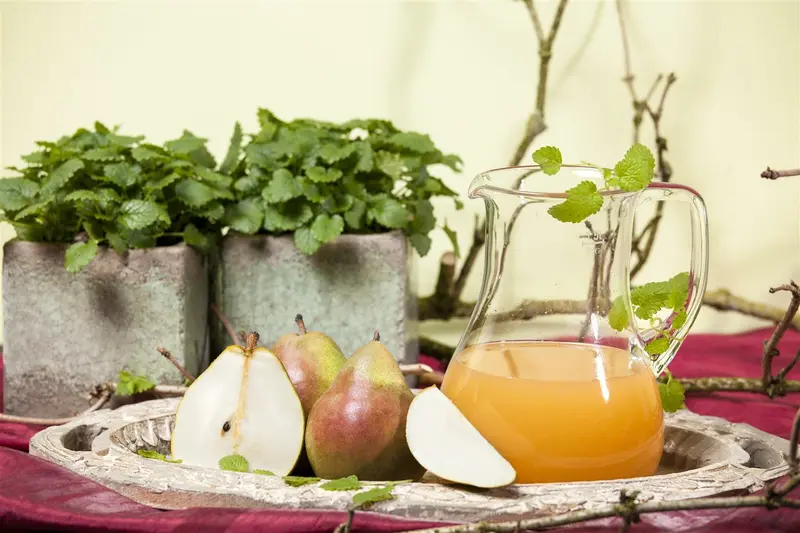 pyrus comm. 'doyenne du comice' PALMET DUBBELE U BW (U) - afbeelding 5