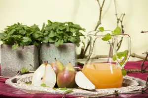 pyrus comm. 'doyenne du comice' PALMET DUBBELE U BW (U) - afbeelding 5