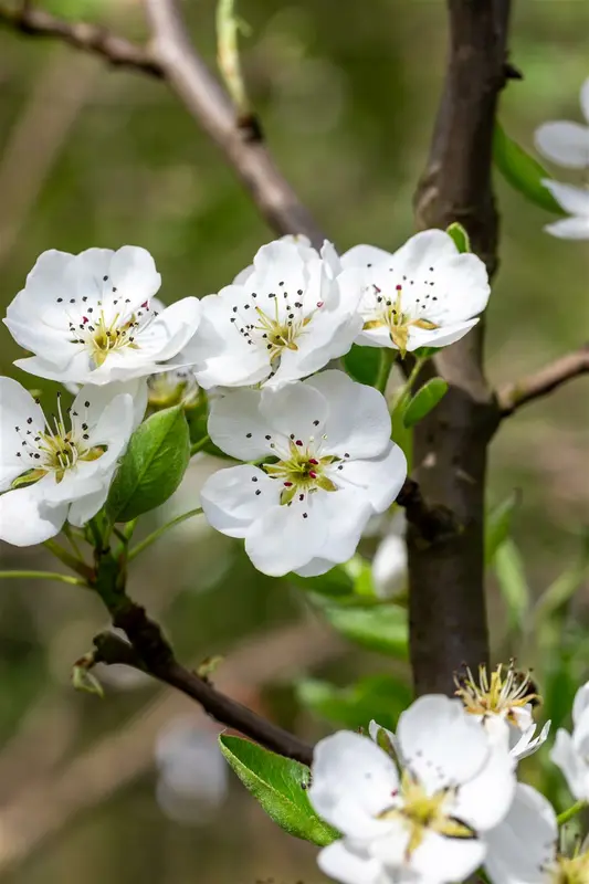 Pyrus comm. 'Kruidenierspeer' 10/12 HO C - afbeelding 4