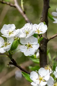 Pyrus comm. 'Kruidenierspeer' 10/12 HO C - afbeelding 4