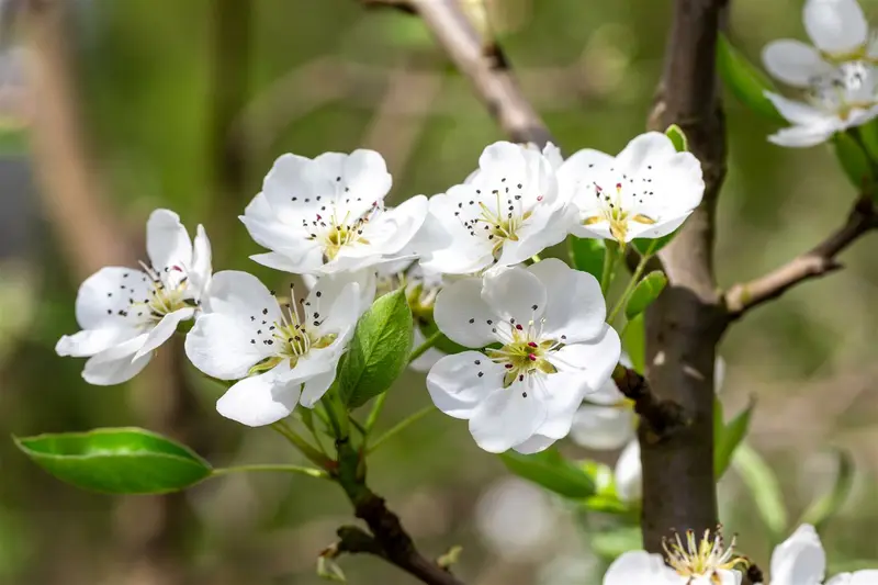 Pyrus comm. 'Kruidenierspeer' 10/12 HO C - afbeelding 3