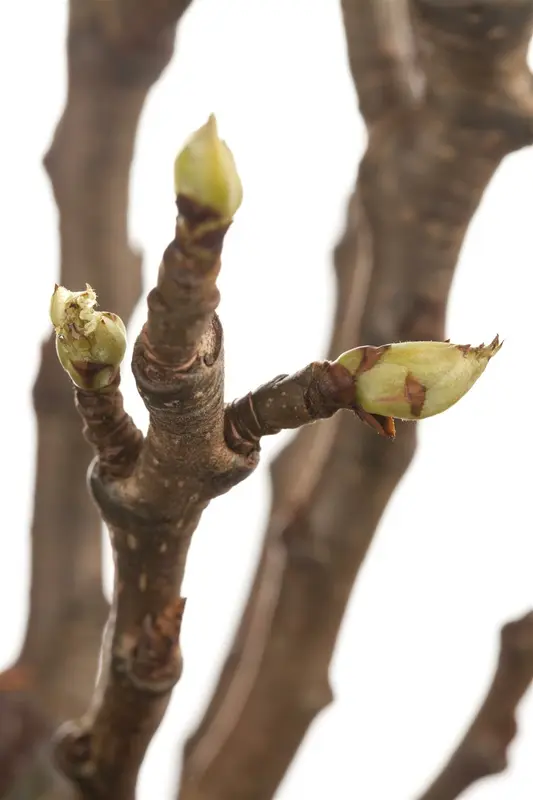 Pyrus comm. 'Noordhollandsche Suikerpeer' 10/12 HO C - afbeelding 3