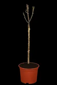 pyrus comm. (peren/poirier) 18/20 - afbeelding 5